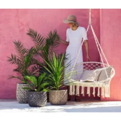 XXL Kanarische Dattelpalme, Ca. 140-160 Cm 9 XXL Kanarische Dattelpalme, Ca. 140-160 Cm -Angebote Biohort Store 8216277 WE MO 001 DracaenaIndivisiaT20