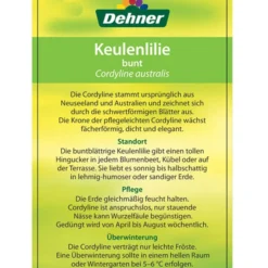 Keulenlilie - Cordyline Australis Variegata 9 Keulenlilie - Cordyline Australis Variegata -Angebote Biohort Store 8216368 CorylineBuntEtikett2