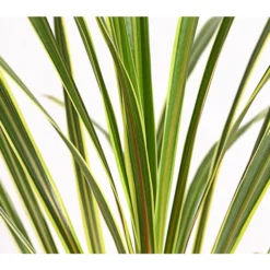 Bestseller -Angebote Biohort Store 8216368 PR DE 001 KeulenlilieCordylineAustralisVariegataT17ExpressHerzig