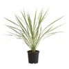 Keulenlilie - Cordyline Australis Variegata -Angebote Biohort Store 8216368 PR FS 001 KeulenlilieCordylineAustralisVariegataT17ExpressHerzig