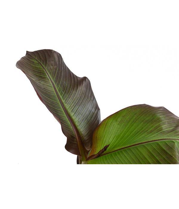 Rote Zierbanane 'Maurelii' 5 Rote Zierbanane 'Maurelii' – Bild 3