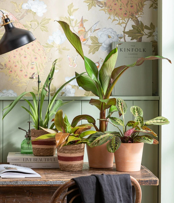 Rote Zierbanane 'Maurelii' 4 Rote Zierbanane 'Maurelii' – Bild 2