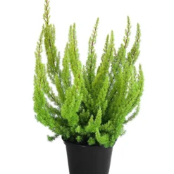 Beet- & Balkonset Heidenzauber, 6-teilig -Angebote Biohort Store 8225443 WE FS 001 EricaArboreaBaumheideT11DehnerExpressHerzig