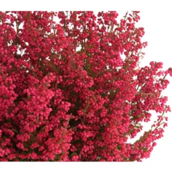 Beet- & Balkonset Heidenzauber, 6-teilig -Angebote Biohort Store 8225542 WE DE 001 EricaGracilisRotErikaT12DehnerExpressHerzigOW