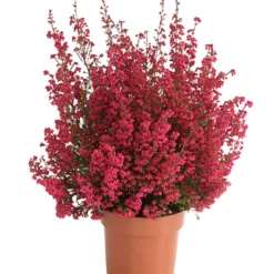 Beet- & Balkonset Heidenzauber, 6-teilig -Angebote Biohort Store 8225542 WE FS 001 EricaGracilisRotErikaT12OWDehnerHerzig