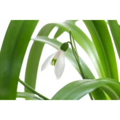 Schneeglöckchen -Angebote Biohort Store 8231789 WE DE 001 GalanthusWoronowiiT9