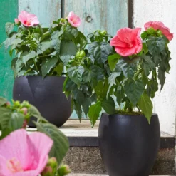 Sumpf-Roseneibisch -Angebote Biohort Store 8233520 8587826 PR MO 006 HibiscusMoscheutosBL0218