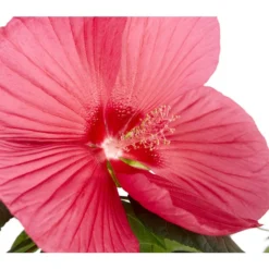 Sumpf-Roseneibisch -Angebote Biohort Store 8233520 PR DE 001 HibiskusHibiscusMoscheutusT23SumpfeibischMagentaRotDehnerExpressZS