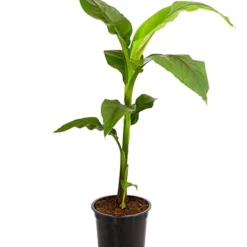 Japanische Faserbanane - Musa Basjoo