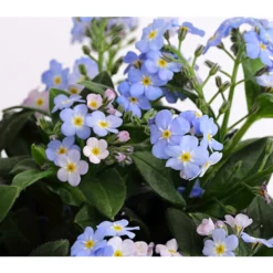 Vergissmeinnicht 'Myomark' -Angebote Biohort Store 8244519 PR DE 001 MyosotisMyomarkT12DehnerExpressHerzig