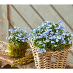 Vergissmeinnicht 'Myomark' -Angebote Biohort Store 8244519 PR MO 001 MyosotisMyomarkBL2 5