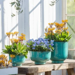 Vergissmeinnicht 'Myomark' -Angebote Biohort Store 8244519 WE MO 001 VergissmeinnichtMyomark