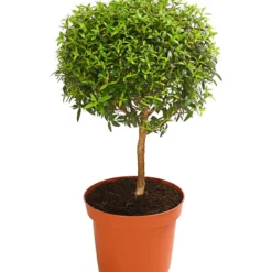 Brautmyrte, Stämmchen