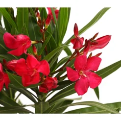 Oleander, Busch 9 Oleander, Busch -Angebote Biohort Store 8249302 WE DE 001 OleanderBuschT17RotDehnerExpressHerzig