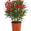 Oleander, Busch -Angebote Biohort Store 8249302 WE FS 001 OleanderBuschT17RotDehnerExpressHerzig