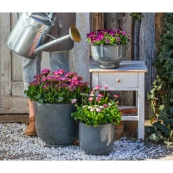 Gänseblümchen 'Erdbeersahne', Gefüllt -Angebote Biohort Store 8261331 8809857 WE MO 001 PrimelVictorianaGaensebluemchenErdbeersahne 1