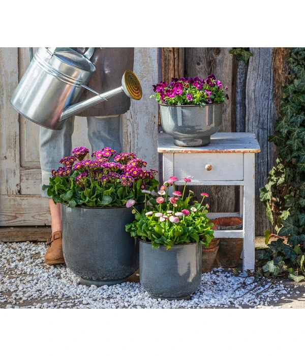 Primel 'Victoriana', Verschiedene Farben 6 Primel 'Victoriana', Verschiedene Farben – Bild 4