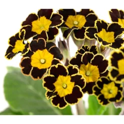 Primel 'Victoriana', Verschiedene Farben 12 Primel 'Victoriana', Verschiedene Farben -Angebote Biohort Store 8261331 WE DE 001 PrimulaVictoriana T10 schwarz