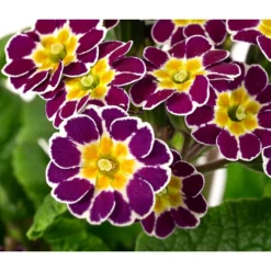 Primel 'Victoriana', Verschiedene Farben 13 Primel 'Victoriana', Verschiedene Farben -Angebote Biohort Store 8261331 WE DE 001 PrimulaVictoriana T10 violett