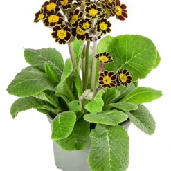 Primel 'Victoriana', Verschiedene Farben 9 Primel 'Victoriana', Verschiedene Farben -Angebote Biohort Store 8261331 WE FS 001 PrimulaVictoriana T10 schwarz