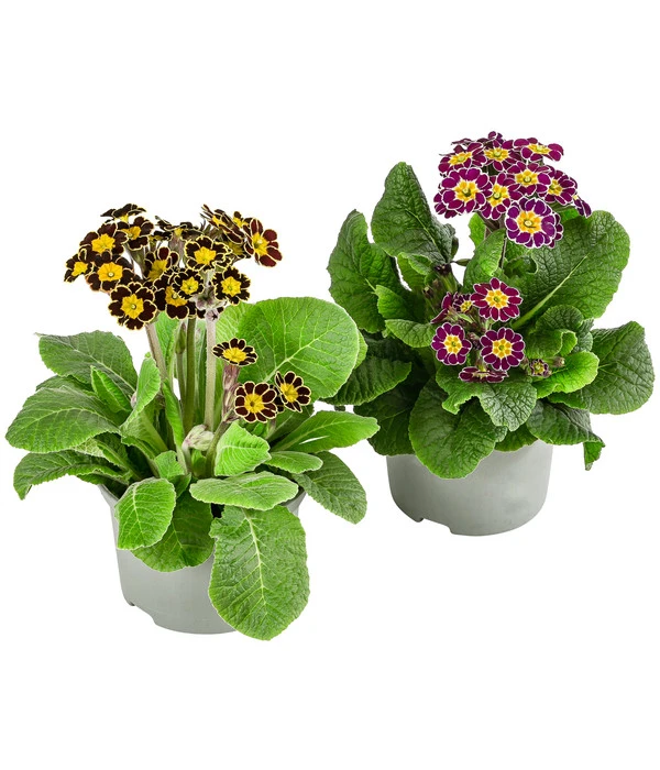 Primel 'Victoriana', Verschiedene Farben 3 Primel 'Victoriana', Verschiedene Farben