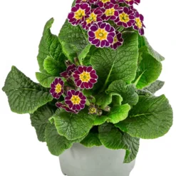Primel 'Victoriana', Verschiedene Farben 10 Primel 'Victoriana', Verschiedene Farben -Angebote Biohort Store 8261331 WE FS 001 PrimulaVictoriana T10 violett