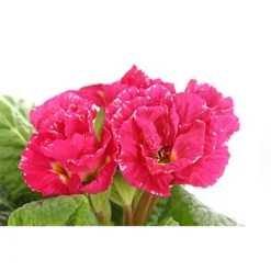 Gefüllte Primel, Verschiedene Sorten -Angebote Biohort Store 8261356 PR DE 005 PrimelnPrimulaGefuelltT11DehnerExpressHerzig