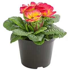 Gefüllte Primel, Verschiedene Sorten -Angebote Biohort Store 8261356 PR FS 004 PrimelnPrimulaGefuelltT11DehnerExpressHerzig