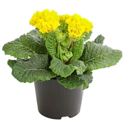 Gefüllte Primel, Verschiedene Sorten -Angebote Biohort Store 8261356 PR FS 006 PrimelnPrimulaGefuelltT11DehnerExpressHerzig