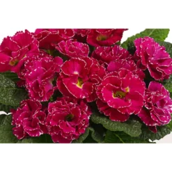 Gefüllte Primel, Verschiedene Sorten -Angebote Biohort Store 8261356 WE DE 001 PrimulaGefuelltPrimelT10Herzig