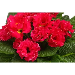 Gefüllte Primel, Verschiedene Sorten -Angebote Biohort Store 8261356 WE DE 002 PrimulaGefuelltPrimelT10Herzig