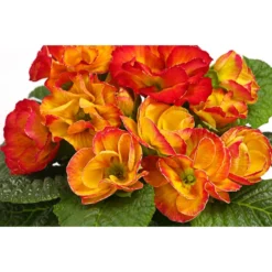 Gefüllte Primel, Verschiedene Sorten -Angebote Biohort Store 8261356 WE DE 003 PrimulaGefuelltPrimelT10Herzig