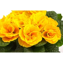 Gefüllte Primel, Verschiedene Sorten -Angebote Biohort Store 8261356 WE DE 004 PrimulaGefuelltPrimelT10Herzig