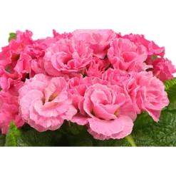 Gefüllte Primel, Verschiedene Sorten -Angebote Biohort Store 8261356 WE DE 005 PrimulaGefuelltPrimelT10Herzig