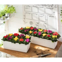 Gefüllte Primel, Verschiedene Sorten -Angebote Biohort Store 8261356 WE MO 001 PrimulaVulgarisT10