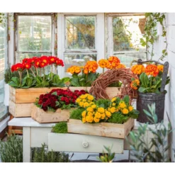 Stängelprimel, Verschiedene Farben -Angebote Biohort Store 8261364 8816498 WE MO 001 StaengelprimelRosenprimel