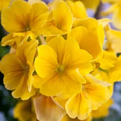 Stängelprimel, Schale -Angebote Biohort Store 8261463 PR DE 001 JuwelPrimulaSchaleGelbDehnerWunderlichEva