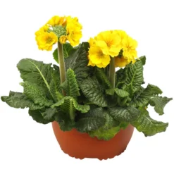 Stängelprimel, Schale