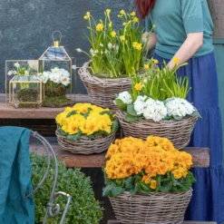 Rosenprimel 'Belarina', Verschiedene Farben -Angebote Biohort Store 8261463 WE MO 001 FruehlingsHighlights