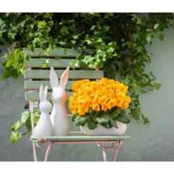 Stängelprimel, Schale -Angebote Biohort Store 8261463 WE MO 001 PrimelPrimulaSchaleGelb Hase