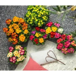 Gefüllte Primel, Verschiedene Sorten -Angebote Biohort Store 8261489 WE MO 001 PrimelnPrumulaVulgarisPrimelschaleRotGelbStaengelprimel