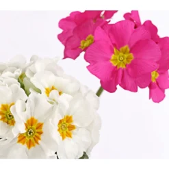 Stängelprimel-Duo, Verschiedene Farben -Angebote Biohort Store 8261802 PR DE 002 PrimulaStaengelprimelTwinT12DehnerHerzig