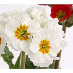 Stängelprimel-Duo, Verschiedene Farben -Angebote Biohort Store 8261802 PR DE 004 PrimulaStaengelprimelTwinT12DehnerHerzig