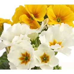 Stängelprimel-Duo, Verschiedene Farben -Angebote Biohort Store 8261802 PR DE 005 PrimulaStaengelprimelTwinT12DehnerHerzig