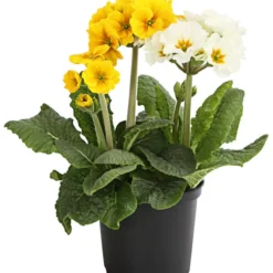 Stängelprimel-Duo, Verschiedene Farben -Angebote Biohort Store 8261802 WE FS 001 PrimulaStaengelprimelTwinT12