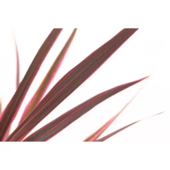 Keulenlilie 'Pink Passion' -Angebote Biohort Store 8261828 PR DE 001 CordylinePinkPassionDehnerExpressHerzig