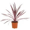 Keulenlilie 'Pink Passion' 2 Keulenlilie 'Pink Passion' -Angebote Biohort Store 8261828 PR FS 001 CordylinePinkPassionDehnerExpressHerzig