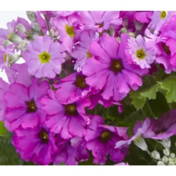 Brautprimel, Verschiedene Sorten -Angebote Biohort Store 8262065 PrimulaMalacoidesDetailLila UveSauer