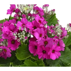 Brautprimel, Verschiedene Sorten -Angebote Biohort Store 8262065 WE DE 001 FliederprimelPrimulaMalacoidesT11DehnerExpressHerzig