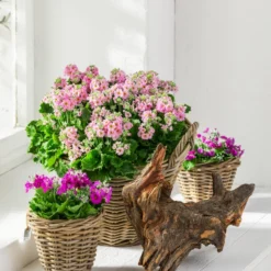 Brautprimel, Verschiedene Sorten -Angebote Biohort Store 8262065 WE MO 001 PrimulaMalacoidesBrautprimel Content 2021